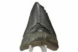 Serrated, Fossil Megalodon Tooth - South Carolina #180986-1